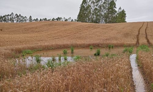 Além de afetar a produção, o excesso de chuvas em outubro também comprometeu a qualidade do grão catarinense (Foto: Divulgação / Epagri)